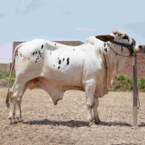 Strong build, Handsome, Muscular body,  Cholistani bull