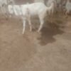 Pure Rajanpuri Gulabi Bakra RYK-2