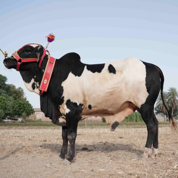 Sacrificial Animals Having Incisors